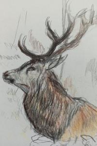 Cerf élaphe