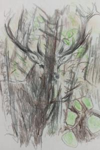 Cerf élaphe
