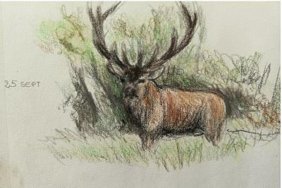 Cerf élaphe