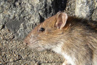 <i>Rattus norvegicus</i>