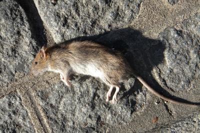 <i>Rattus norvegicus</i>