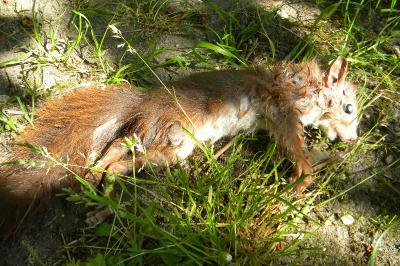 Sciurus vulgaris