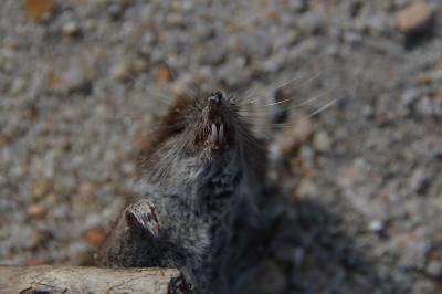 <i>Crocidura</i>