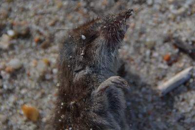 <i>Crocidura</i>