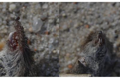 <i>Crocidura</i>