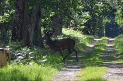 Cerf élaphe
