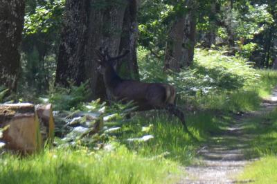 Cerf élaphe