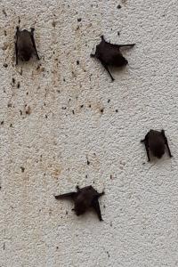 <i>Pipistrellus</i>