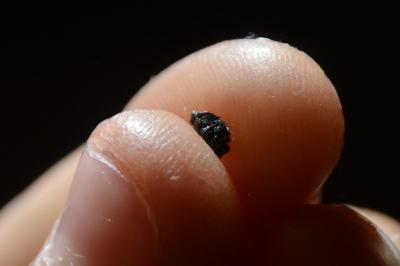 <i>Pipistrellus</i>