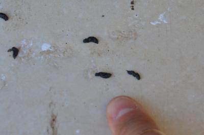 <i>Pipistrellus</i>
