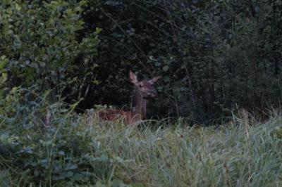Cerf élaphe