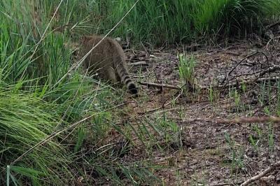 Chat forestier