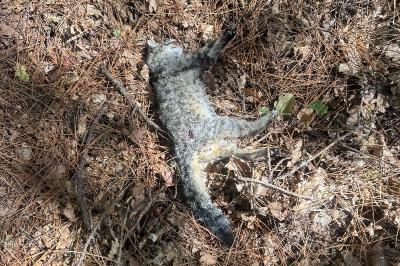 Chat forestier