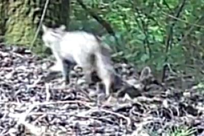 Chat forestier