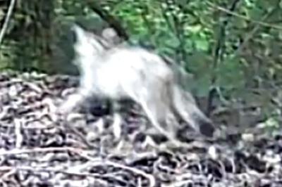 Chat forestier