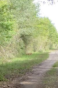 Chevreuil européen