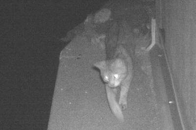 Felis silvestris