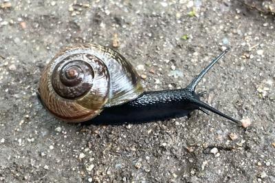 <i>Arianta arbustorum</i>