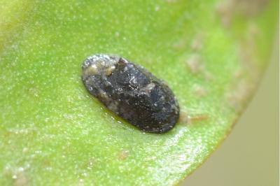 <i>Acroloxus lacustris</i>