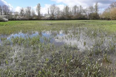 <i>Acroloxus lacustris</i>