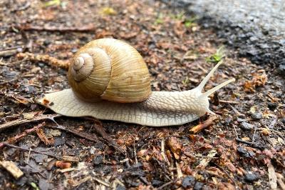 <i>Helix pomatia</i>