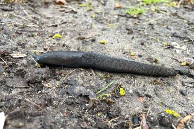 <i>Limax cinereoniger</i>