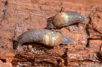 <i>Semilimax pyrenaicus</i>