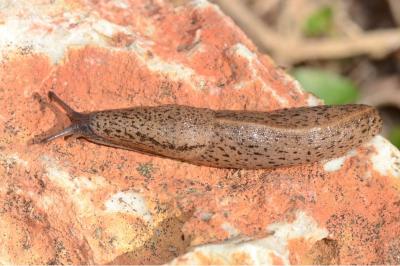 <i>Tandonia rustica</i>