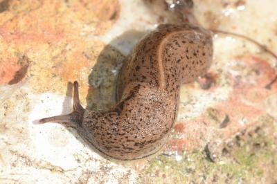 <i>Tandonia rustica</i>