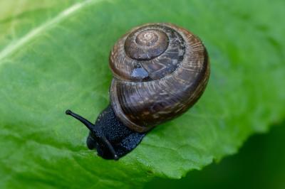 <i>Arianta arbustorum</i>
