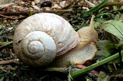 Helix pomatia