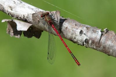 <i>Pyrrhosoma nymphula</i>