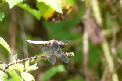 <i>Libellula depressa</i>