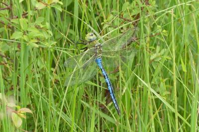 <i>Anax imperator</i>