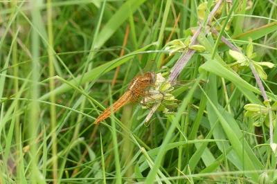 <i>Crocothemis erythraea</i>