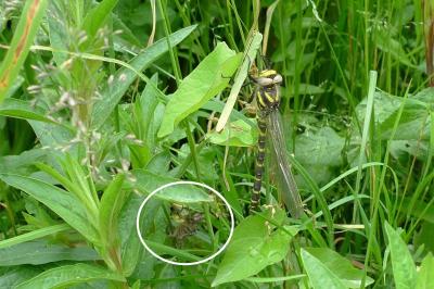 <i>Cordulegaster boltonii</i>