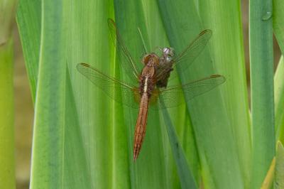 <i>Crocothemis erythraea</i>