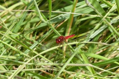 <i>Crocothemis erythraea</i>