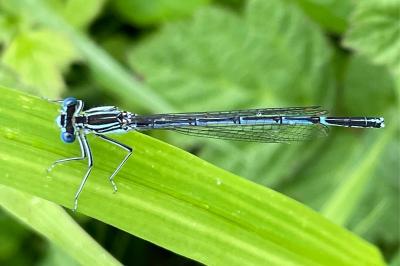 <i>Platycnemis pennipes</i>
