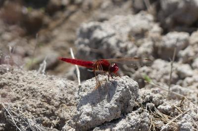 <i>Crocothemis erythraea</i>