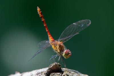 <i>Sympetrum sanguineum</i>