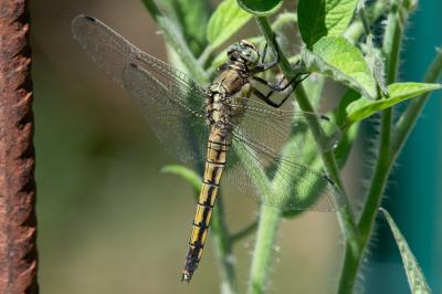 <i>Orthetrum cancellatum</i>