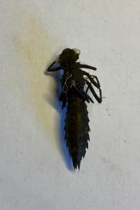 <i>Boyeria irene</i>
