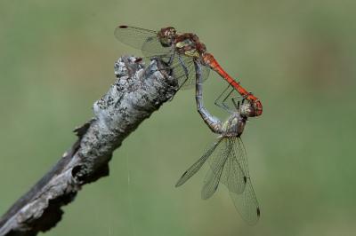 <i>Sympetrum striolatum</i>