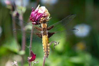<i>Libellula depressa</i>