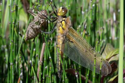 <i>Libellula quadrimaculata</i>
