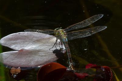 <i>Anax imperator</i>