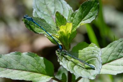 <i>Coenagrion puella</i>