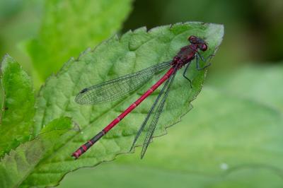 <i>Pyrrhosoma nymphula</i>