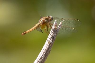 <i>Crocothemis erythraea</i>